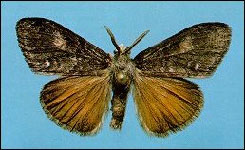 Douglas-Fir Tussock Moth